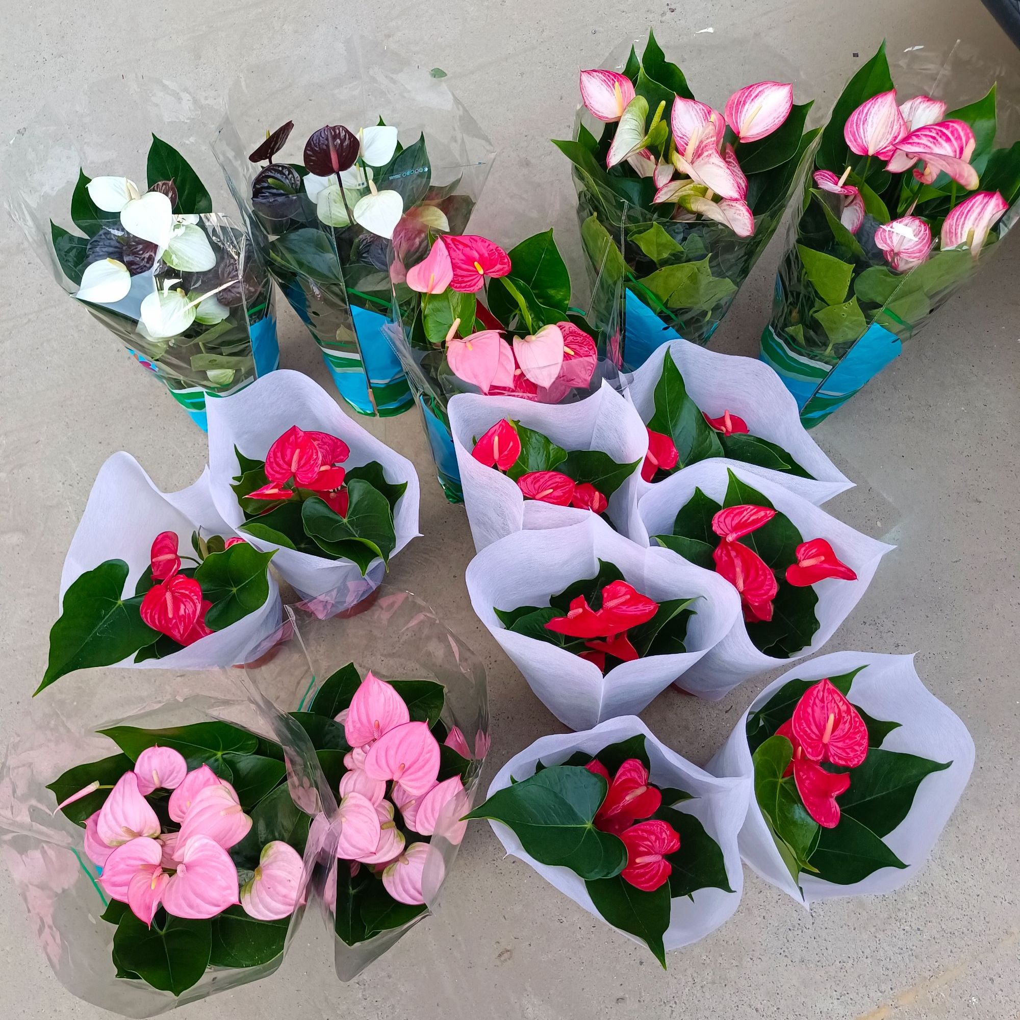 水培各种粉掌黑白掌拼色掌