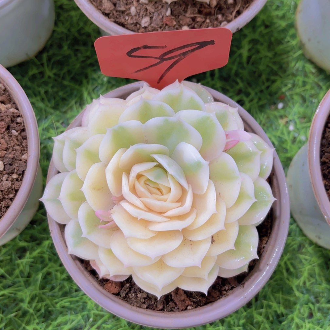 是**呀我的小可爱们都好可爱