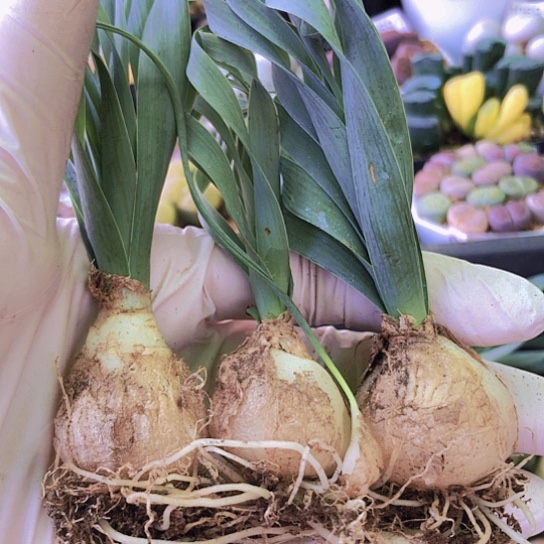 无花朵1180，2.5-2.8厘米弹簧草如图