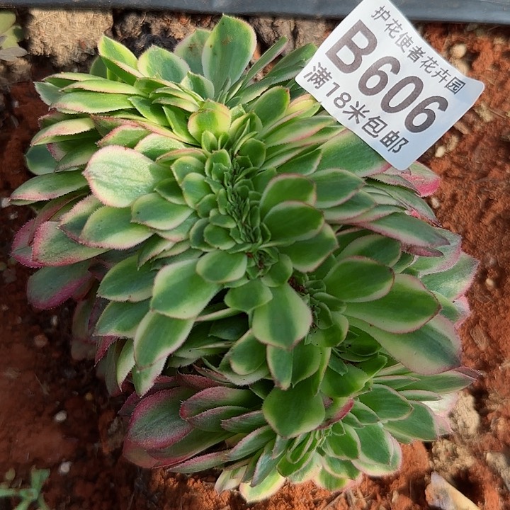 多肉法师倾城缀化