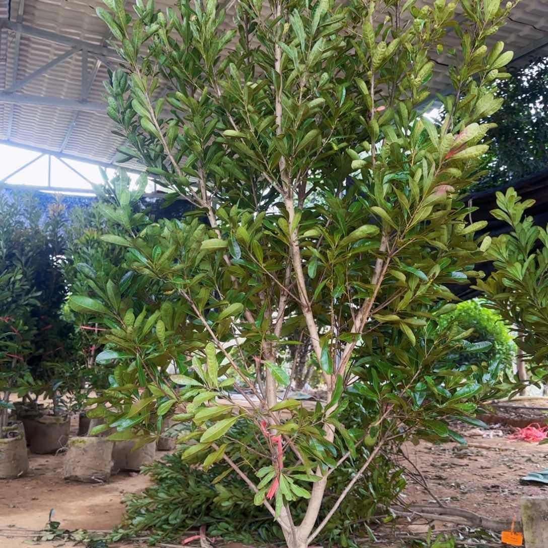 杨梅树一颗东魁一颗黑炭