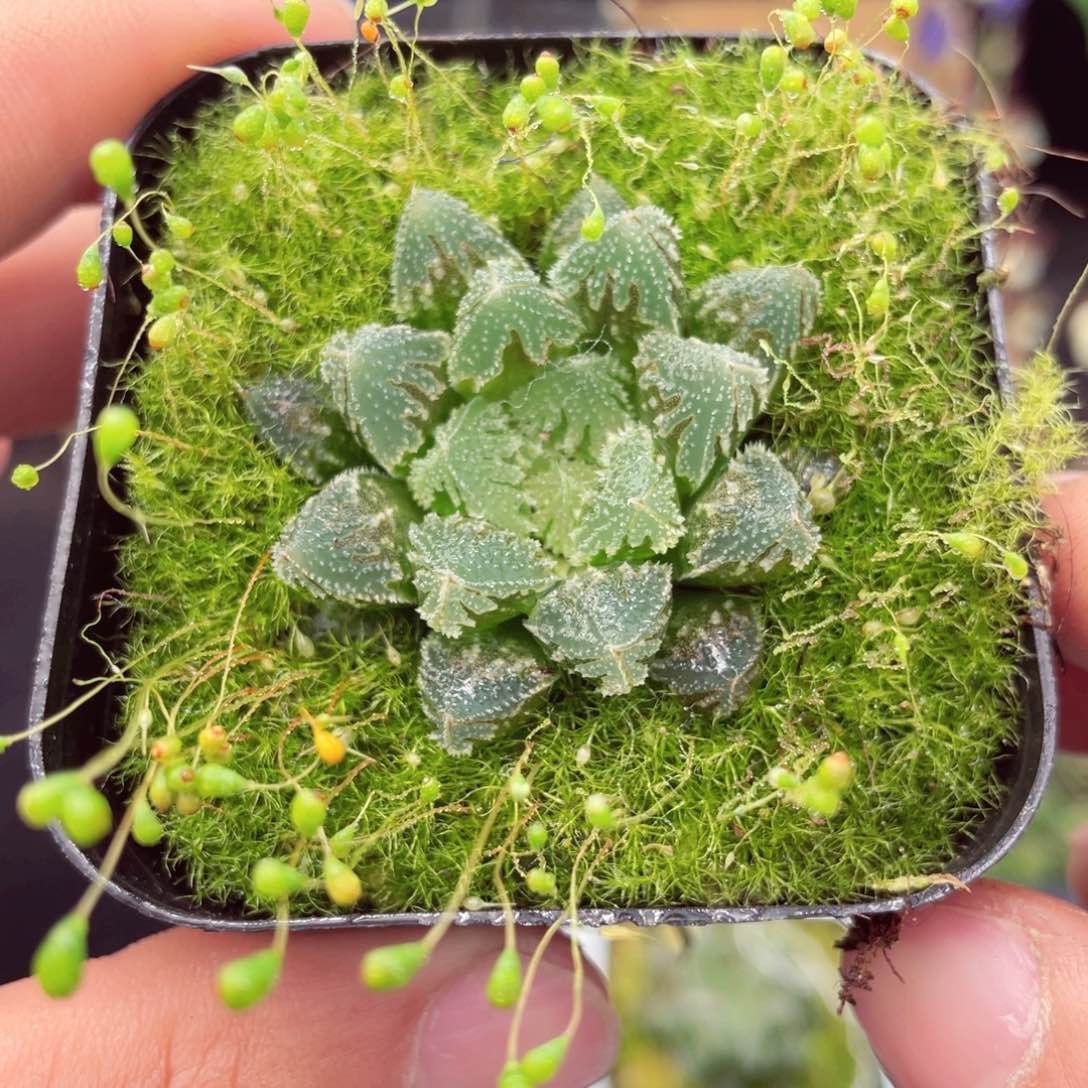 白帝城玉露多肉9.9包邮发货