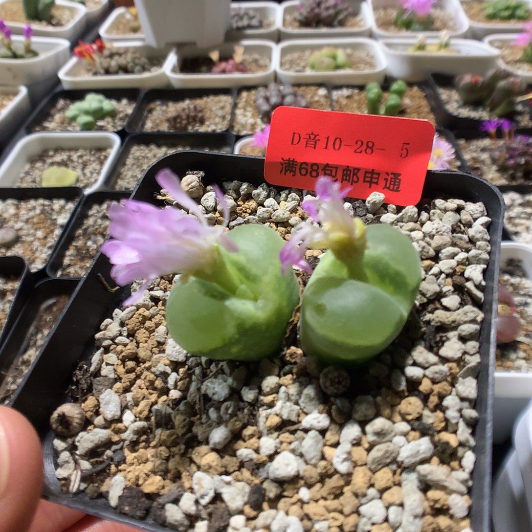 10-28-5    瑕疵风铃