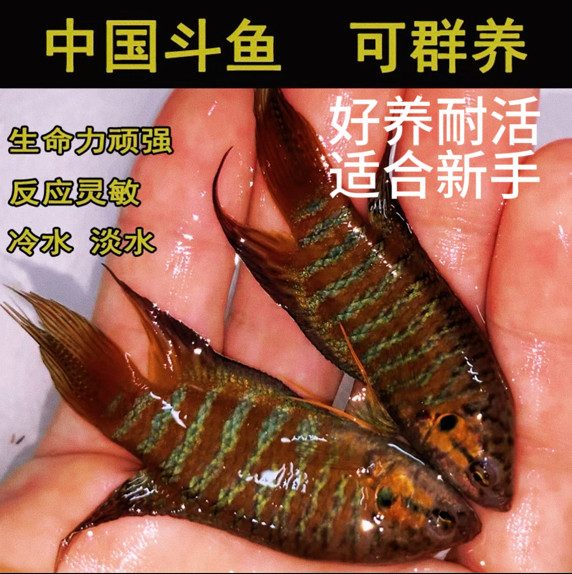 中国斗鱼无需打氧活体淡水观赏鱼耐活自来水活鱼冷水国斗好养懒人