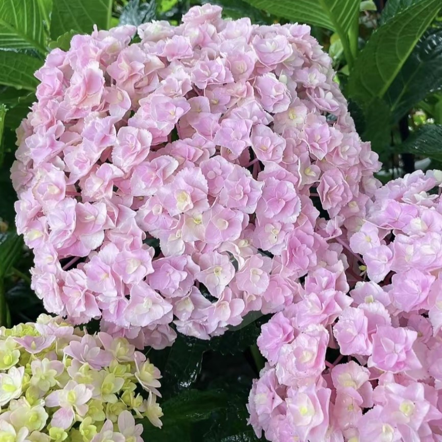 两加仑绣球花花卉绣球盆栽盆栽-贵州露天绣球-耐寒耐高温基地直发