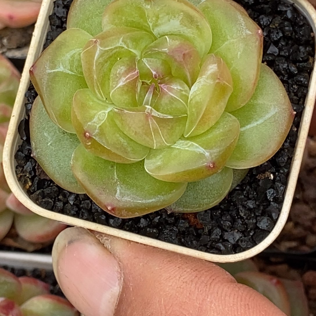 天官赐福百无禁忌