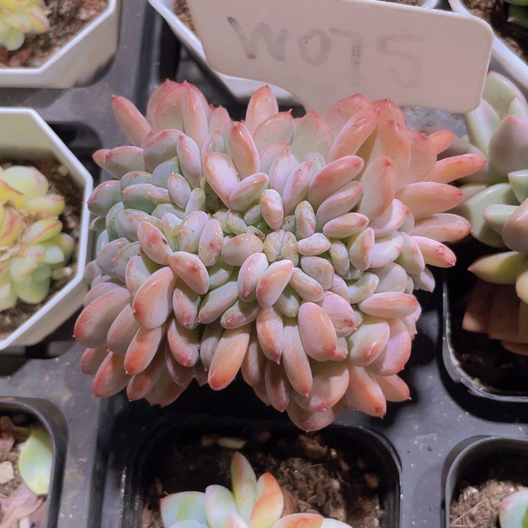 雪*玛瑙缀w075一物一拍