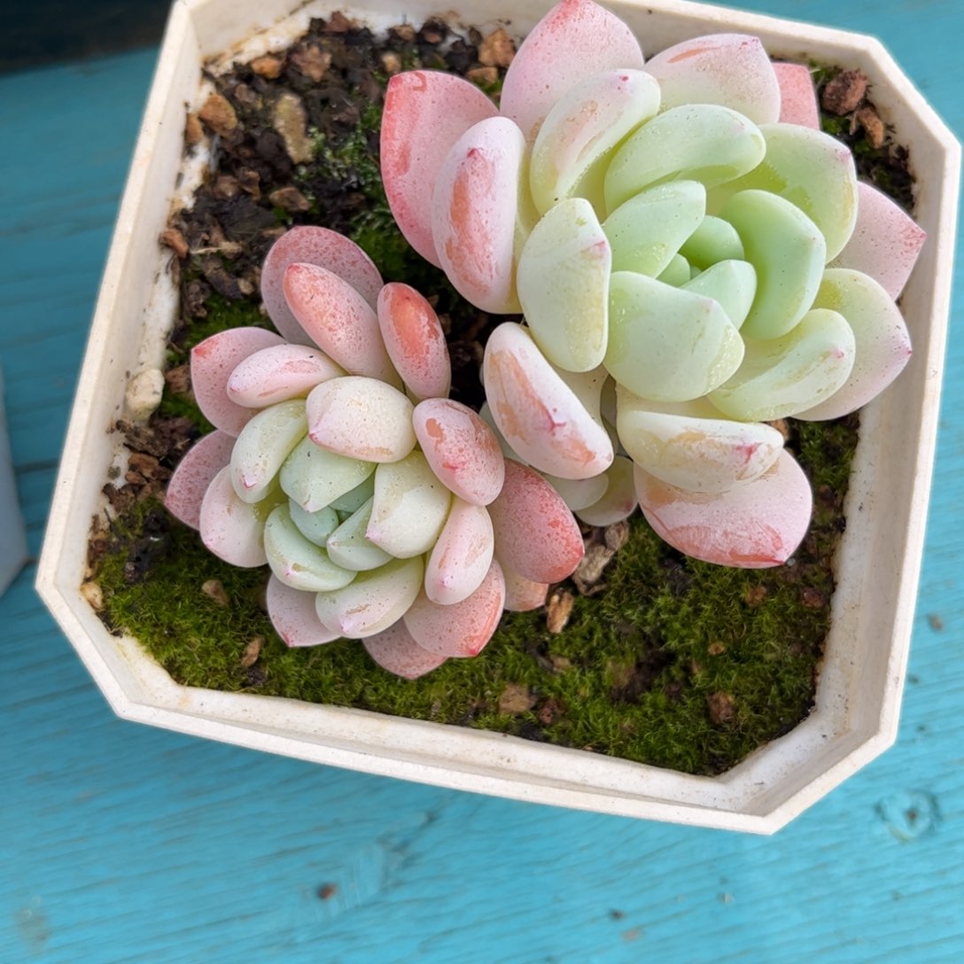 冷香老庄10冠幅附近