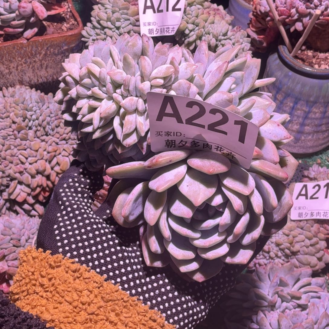 星影缀化呀呀呀呀