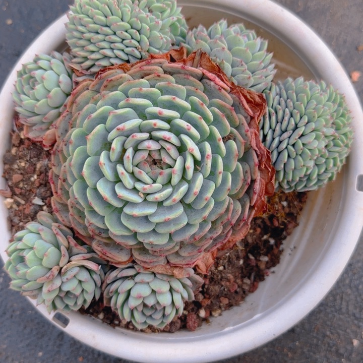 白胖子多肉植物一物一拍