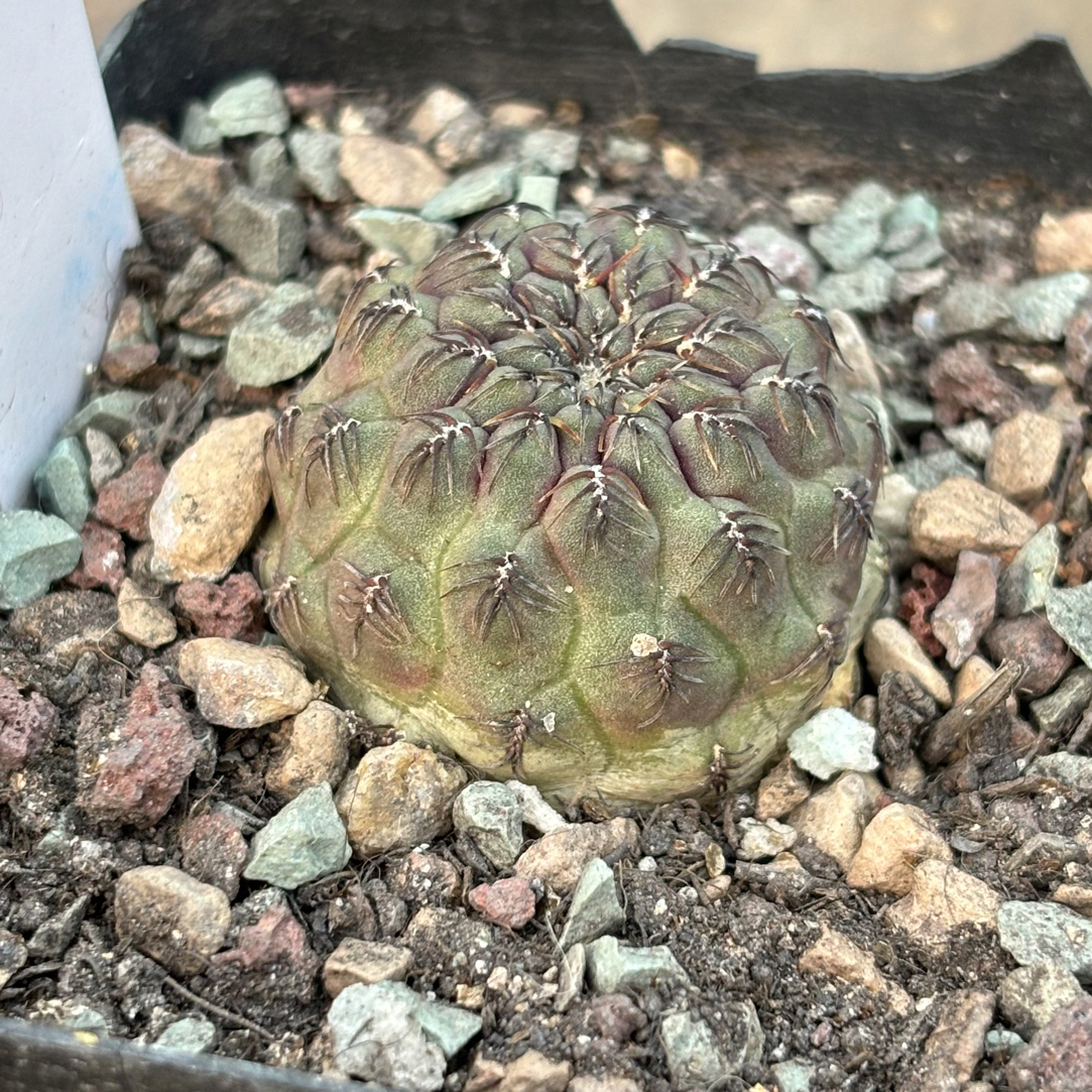 沟宝山LZ0042，侧芽扦插繁殖，根系健康，带盆发货