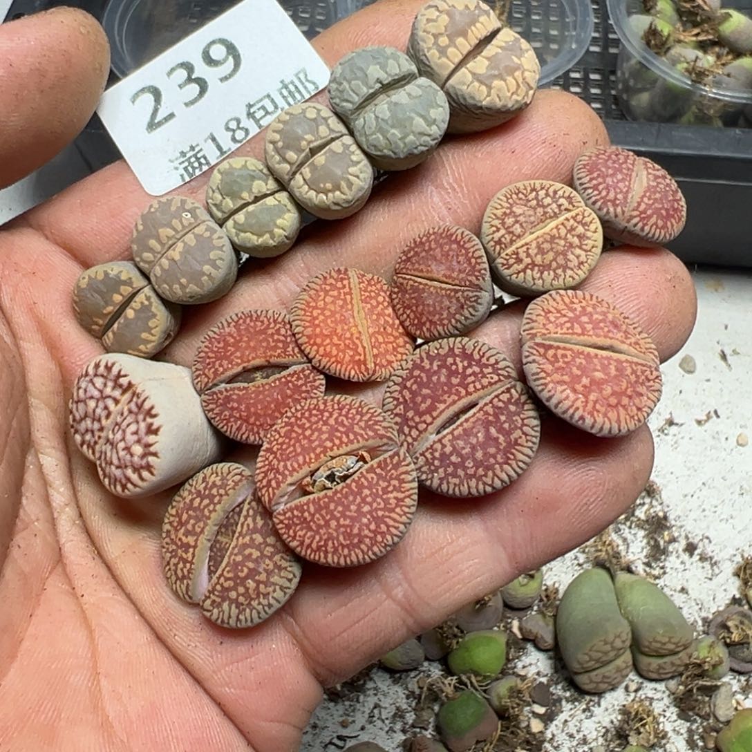 【闪购商品】 239。     