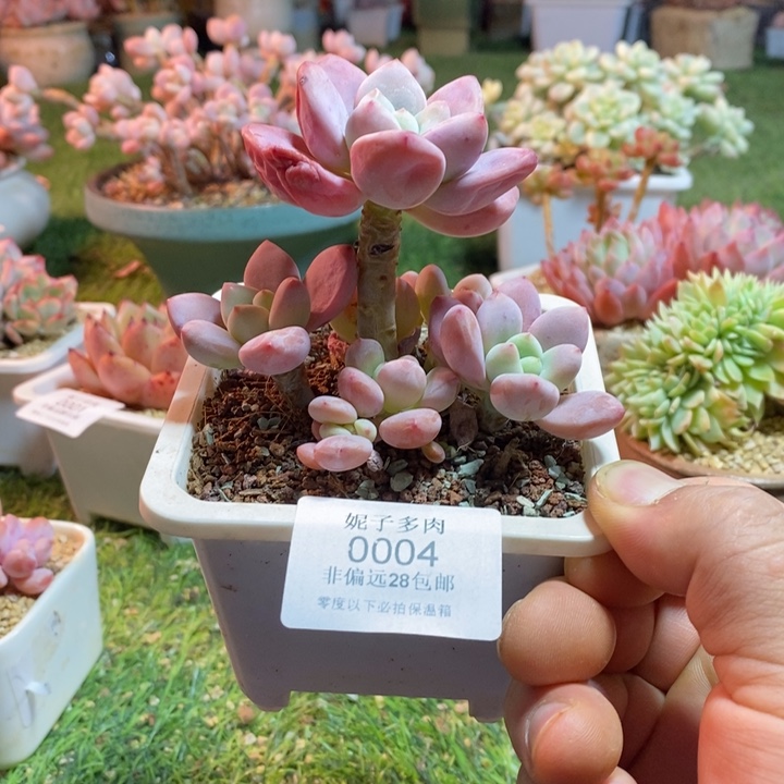 0004啊啊啊啊啊啊啊啊啊啊