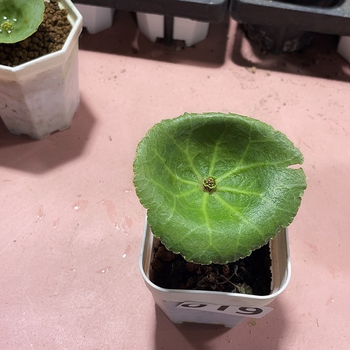 地***猫019小雨伞块根植物