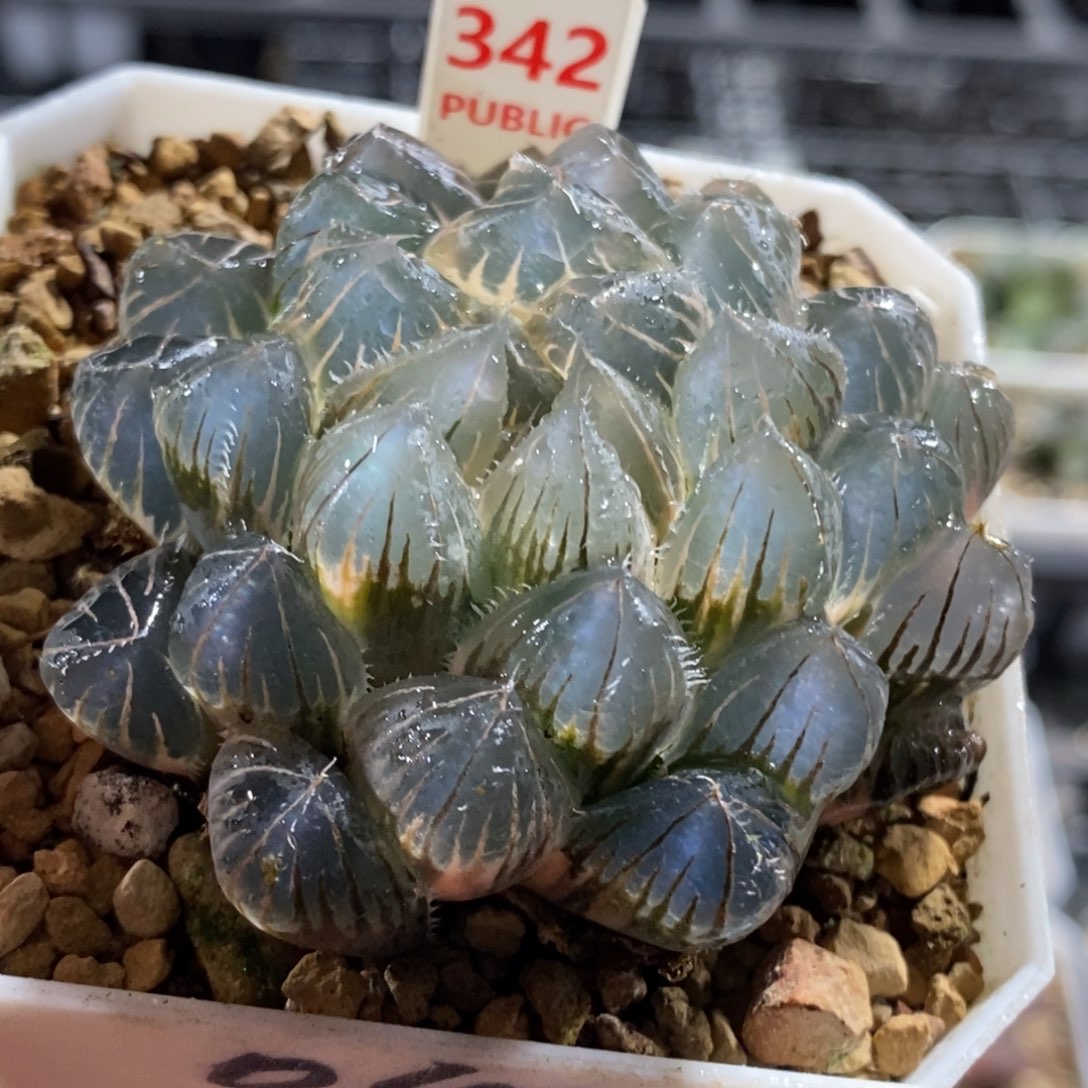 342号实生糊斑玉露锦