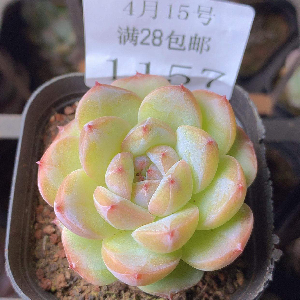 【闪购商品】云1157号