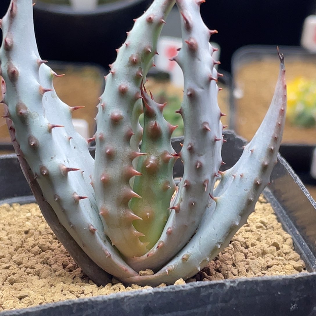 实生小鬼切芦荟仙人球