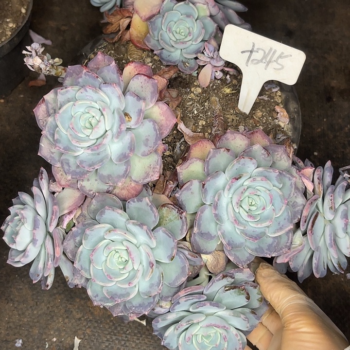 两单包邮，一物一拍，245微瑕