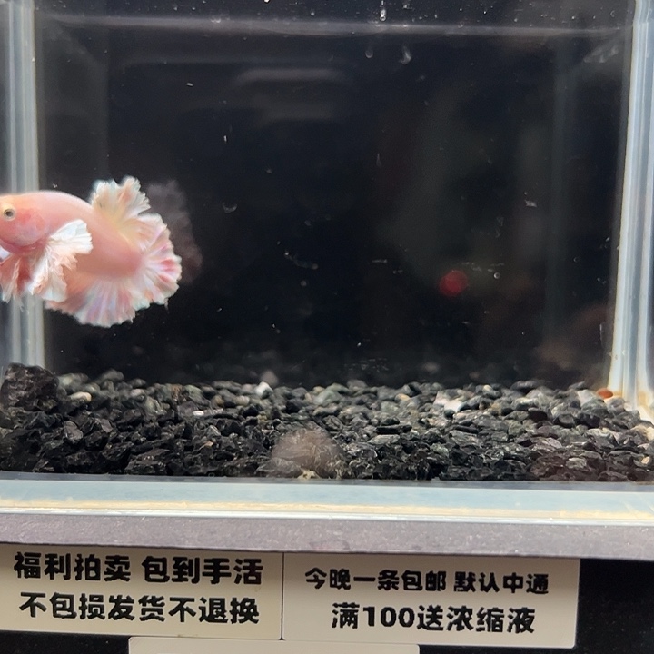 斗鱼竞拍跑单拉黑30日69