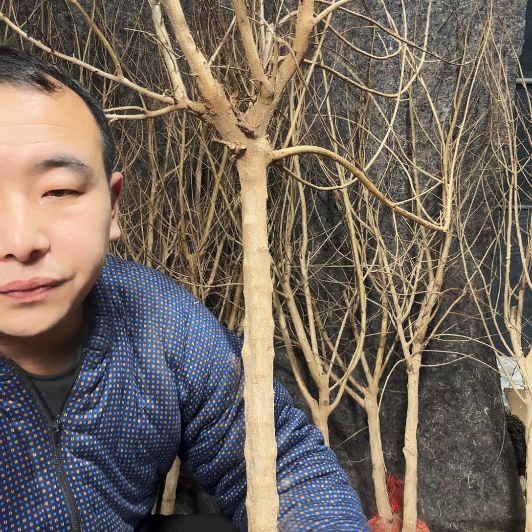 完全开放软籽石榴