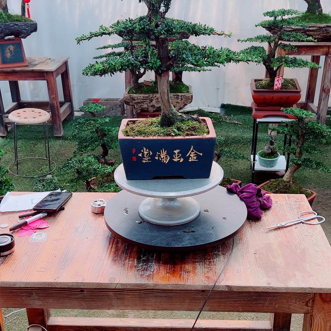 罗汉松小老桩红芽罗汉松