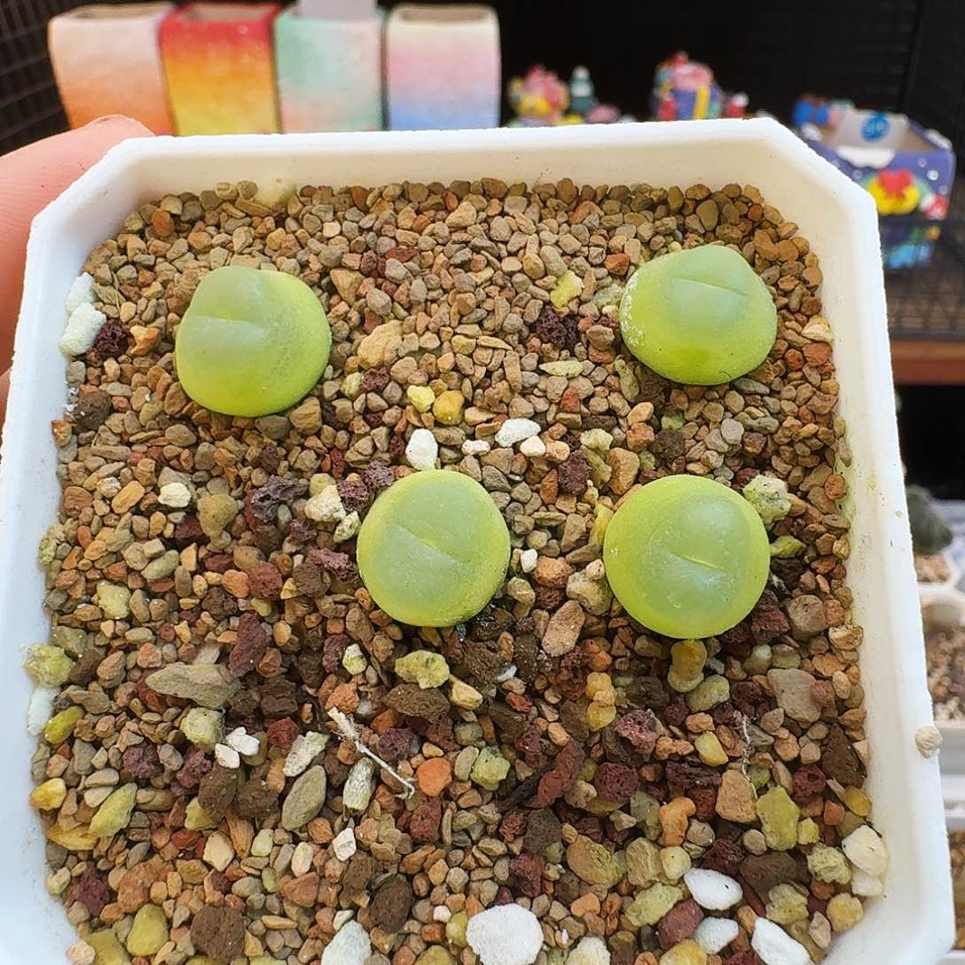 多肉植物福利拉登打包出494