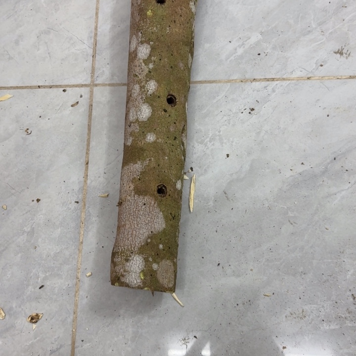 流***沙木糖结原木发一份