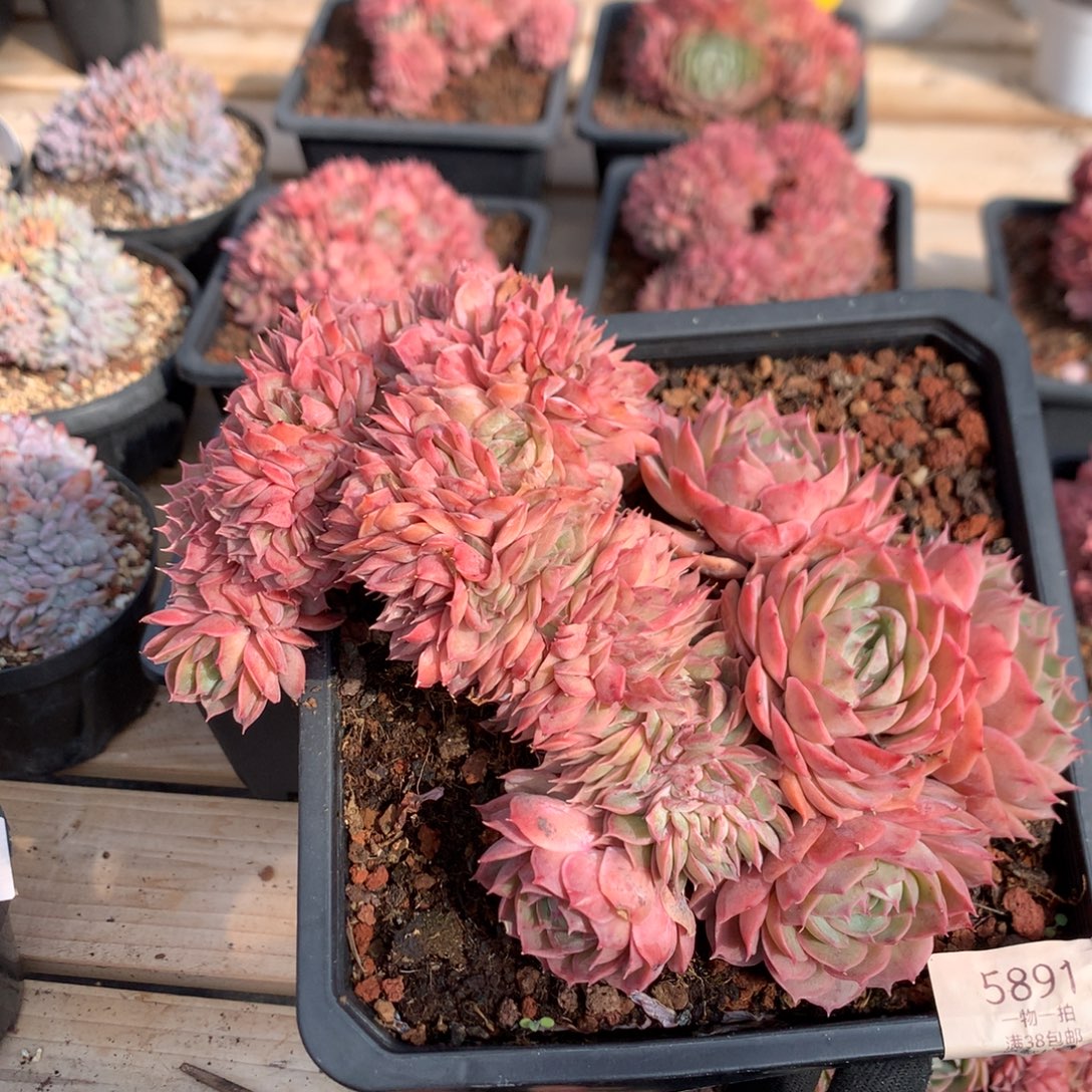 19厘米昂斯诺朵缀 5881