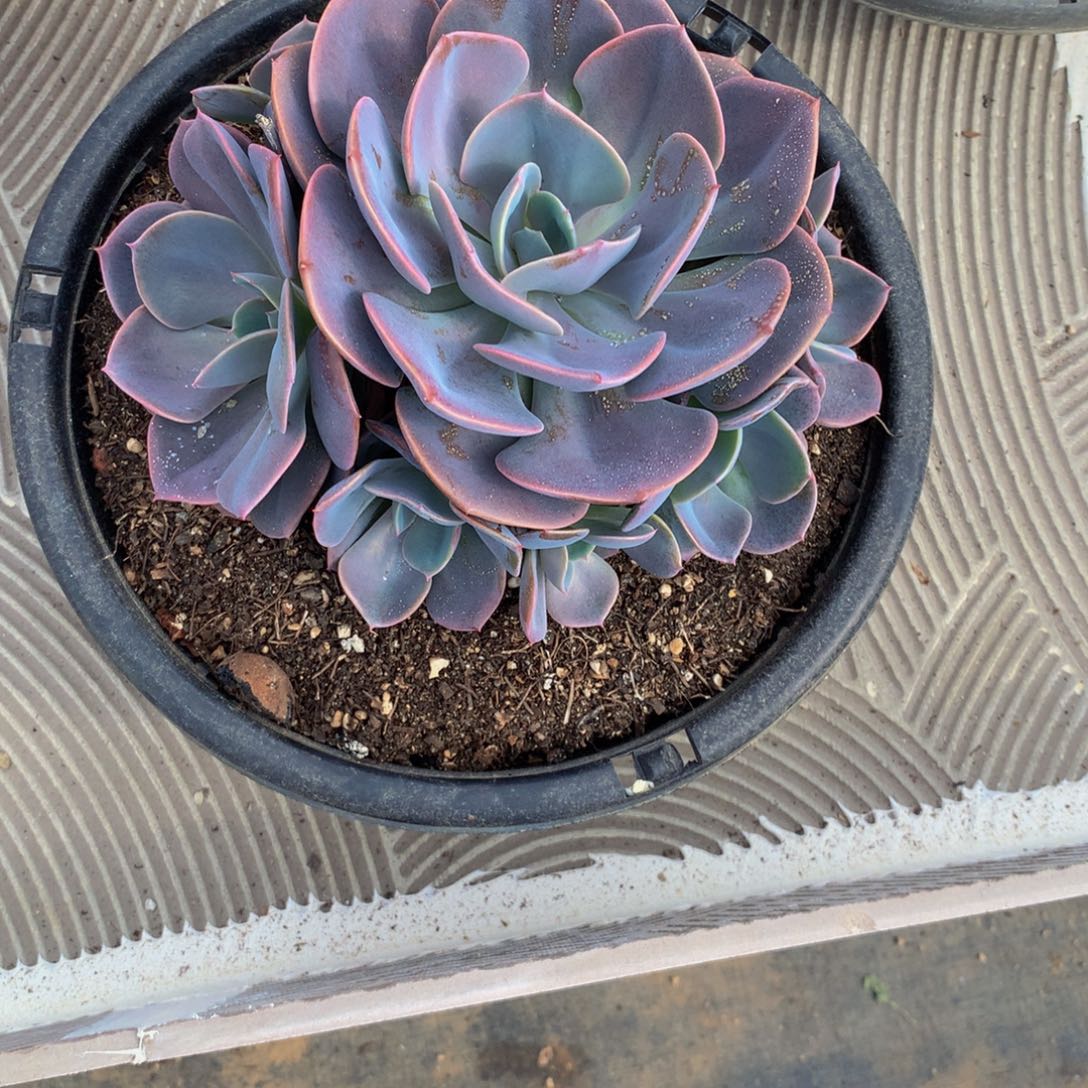 尘埃玫瑰多肉植物