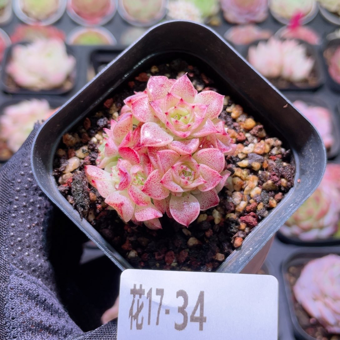 花利美17-34麦秆群