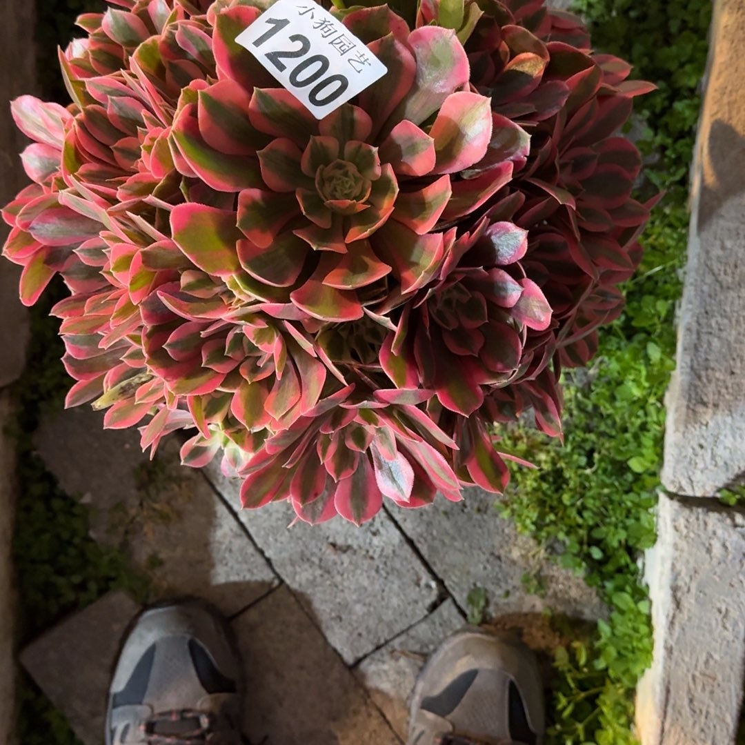 阿***兔女妖多肉植物1200