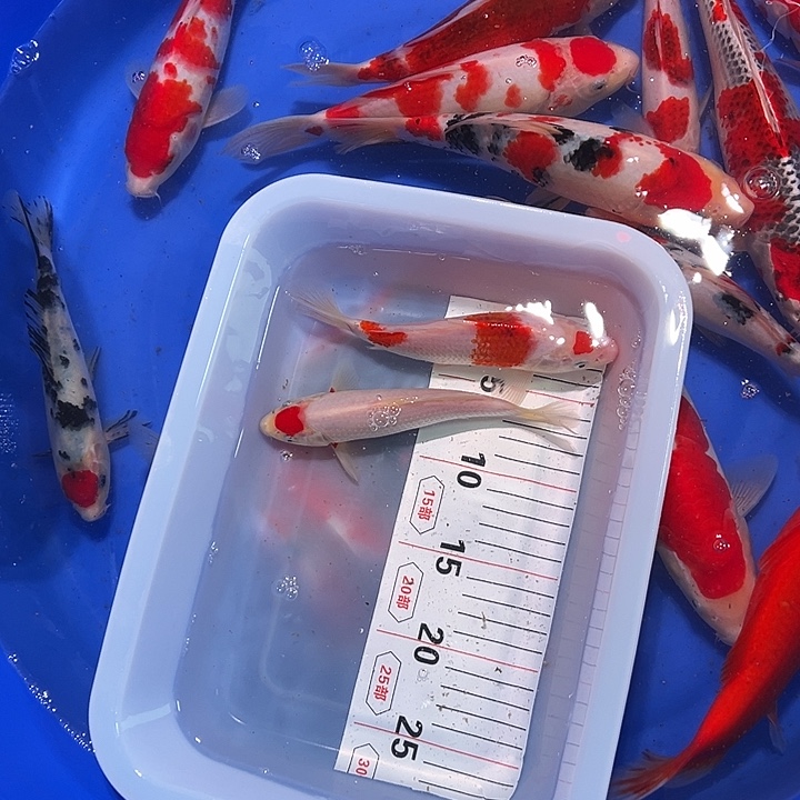 海水鱼锦鲤的尾巴和翅膀