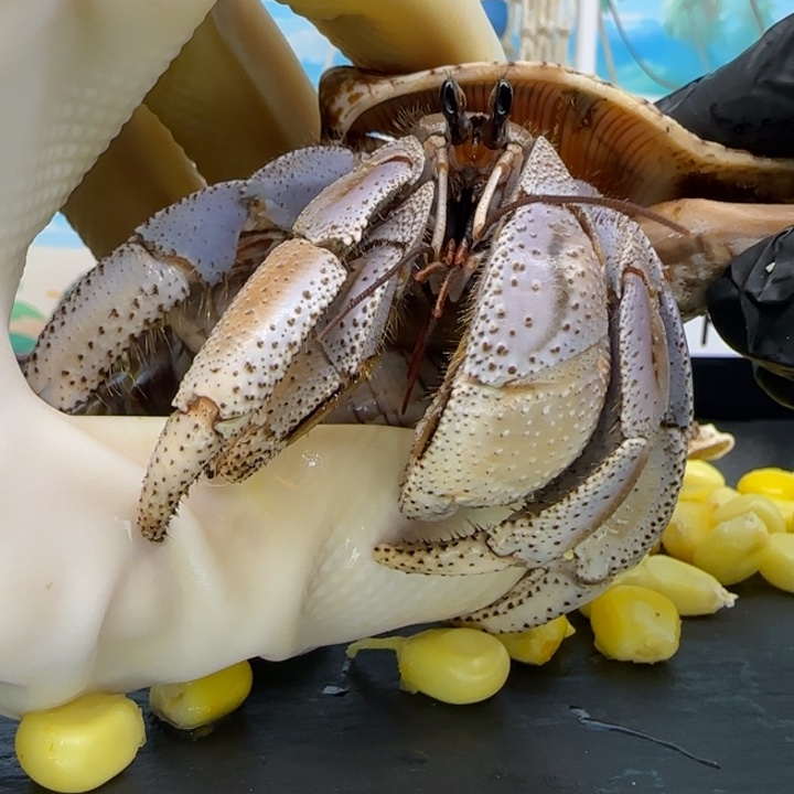 A23芝士芋泥 马深2.8cm口径