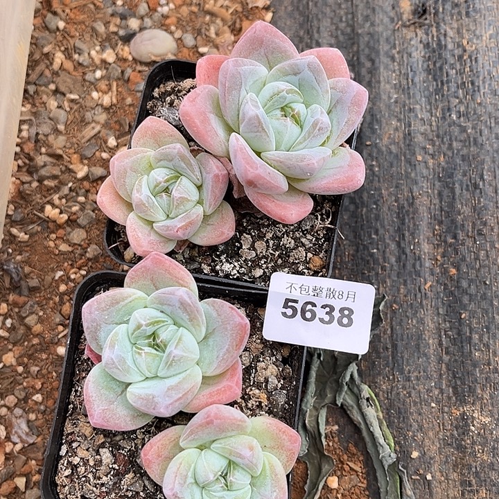 阿雅园艺。     5638