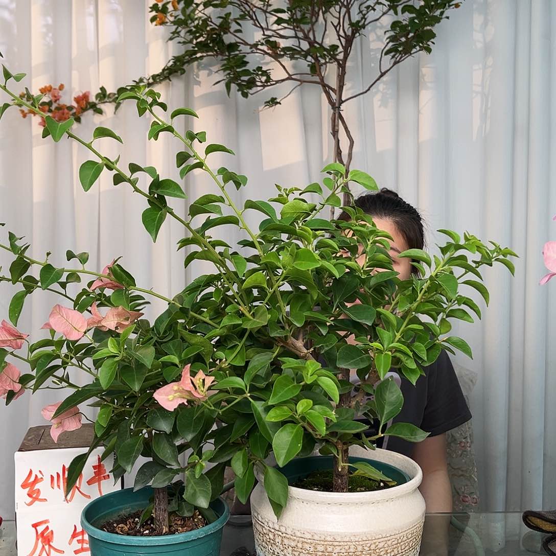 当前无花栽培后可以开花卡亚塔中一颗