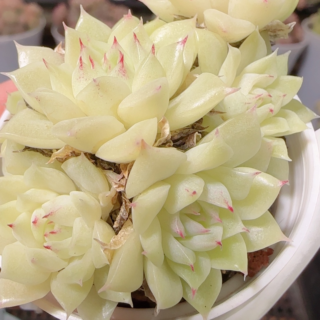 花语逸镜1129-165福利散