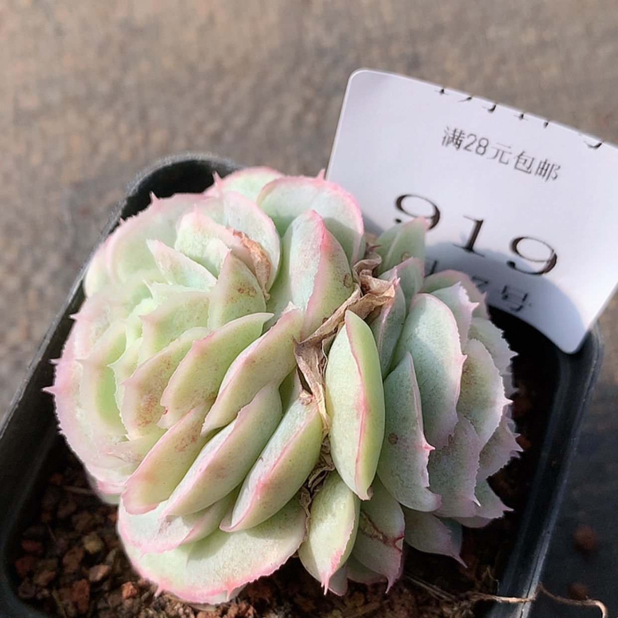 【闪购商品】云919