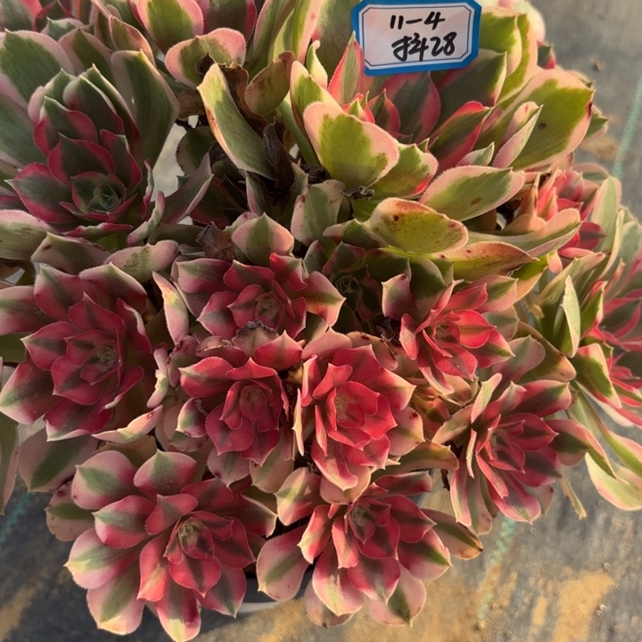 七彩石多肉不包损28