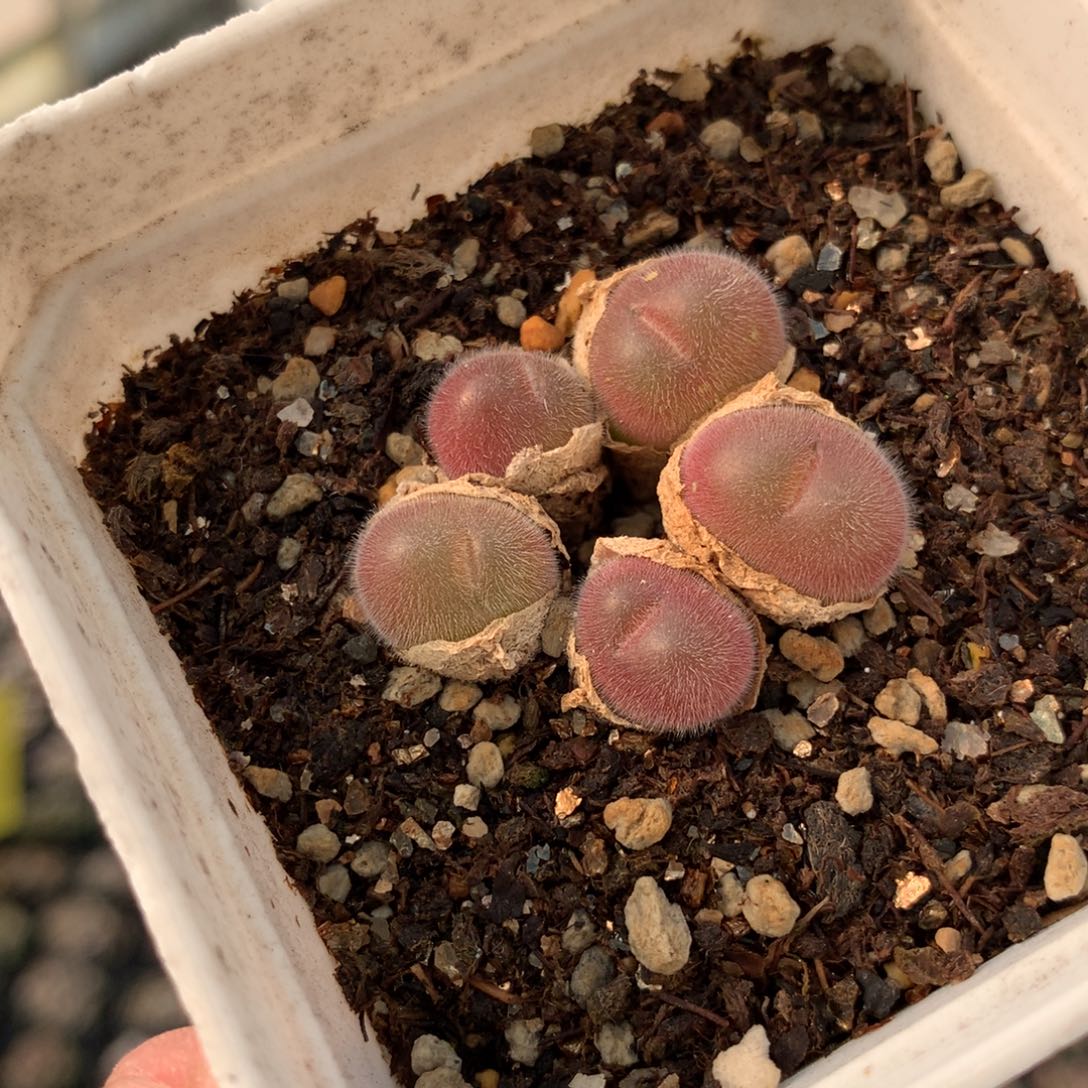 a599毛翠滴母本一颗