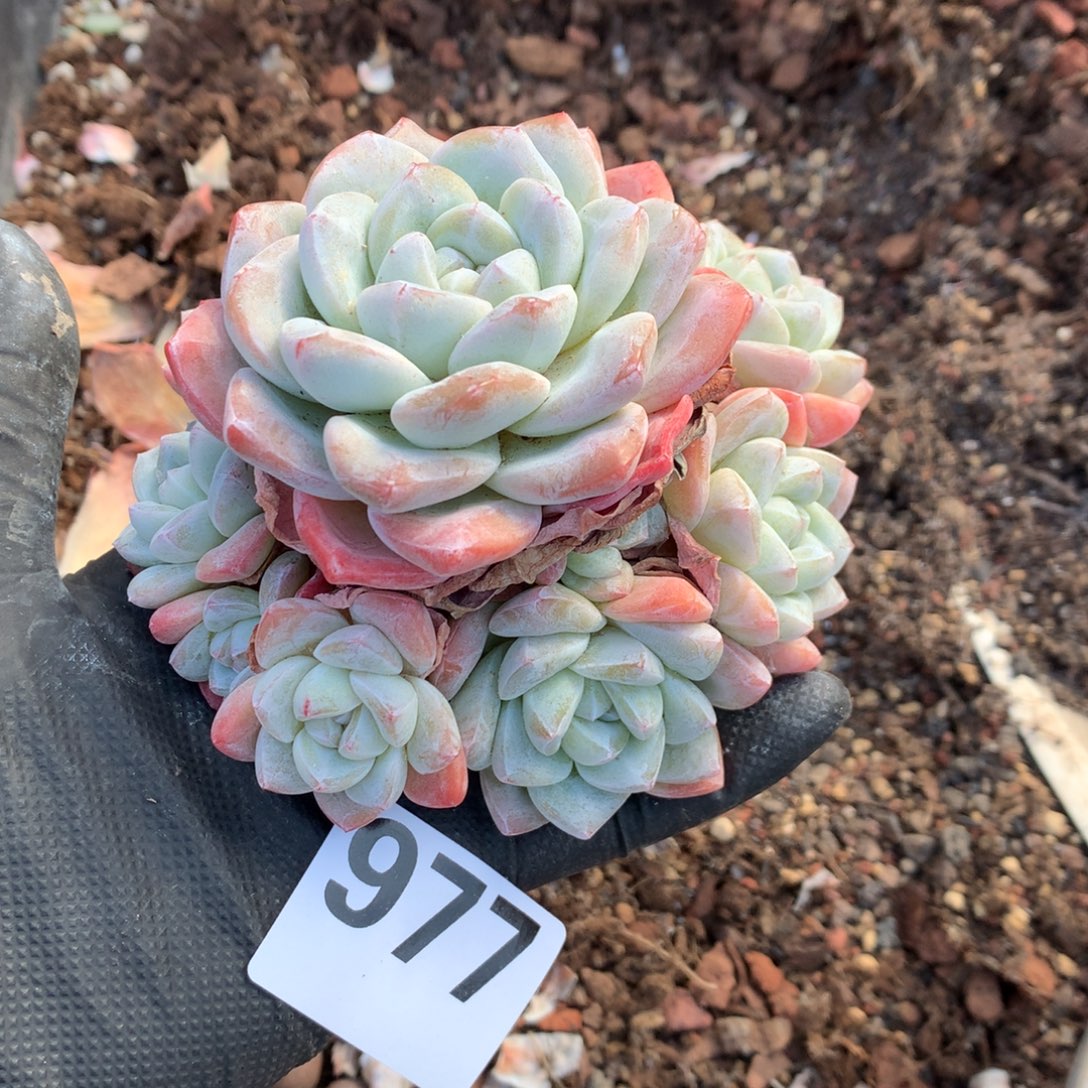 仙***池977号新疆西藏内蒙古不包邮