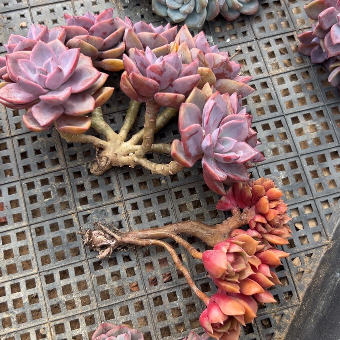 多肉缀化一物一拍