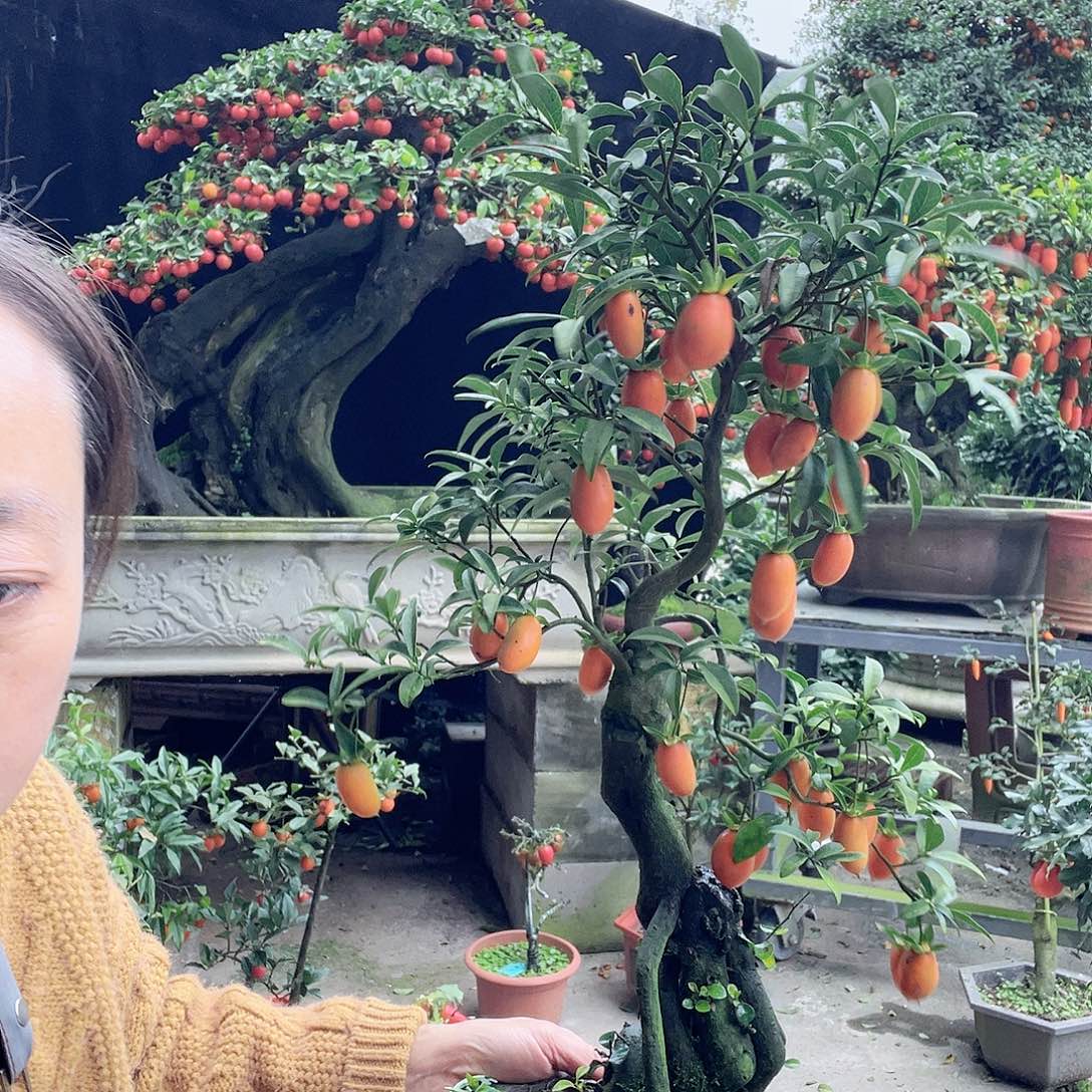 金弹子盆景喜欢的来