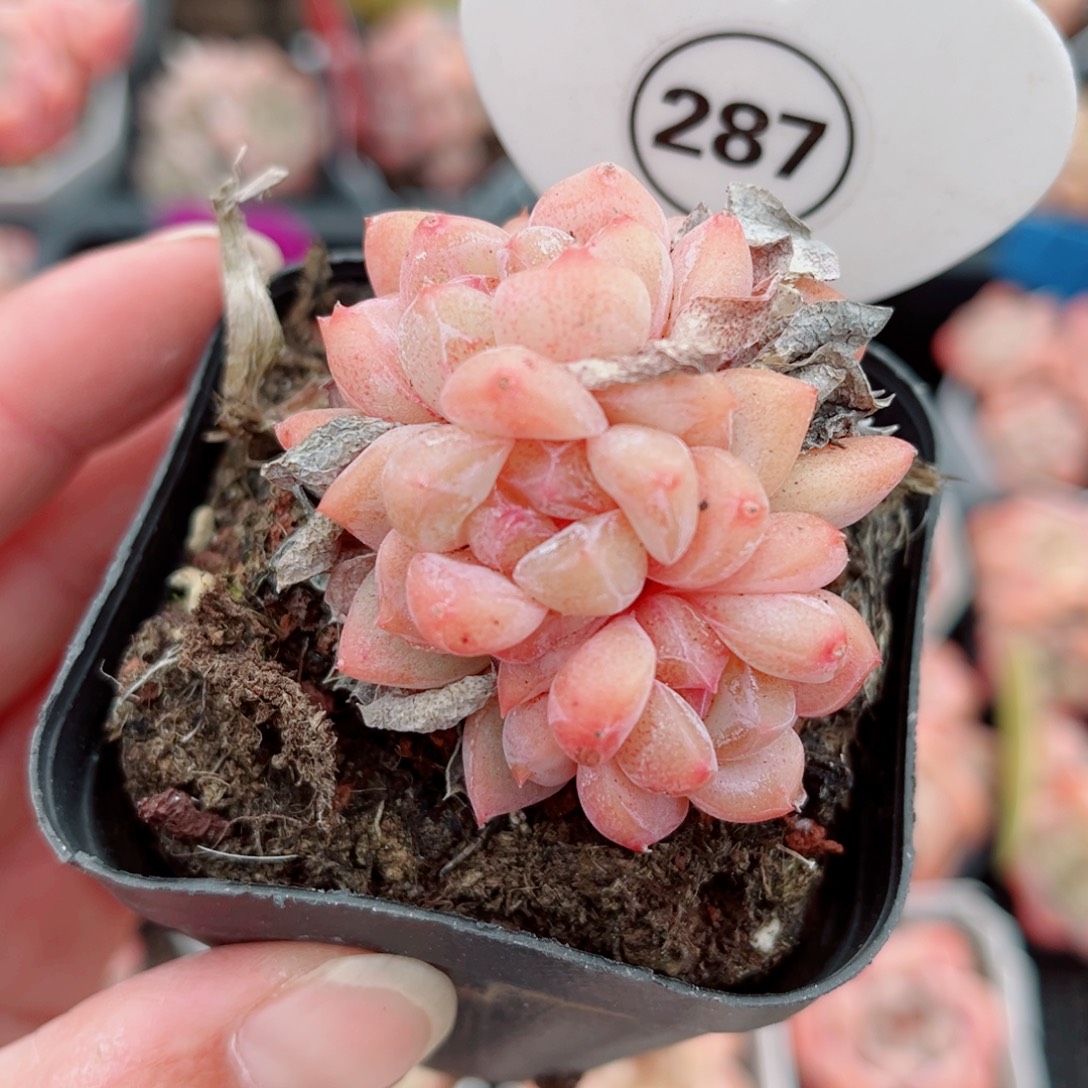 287号小老桩糖心群