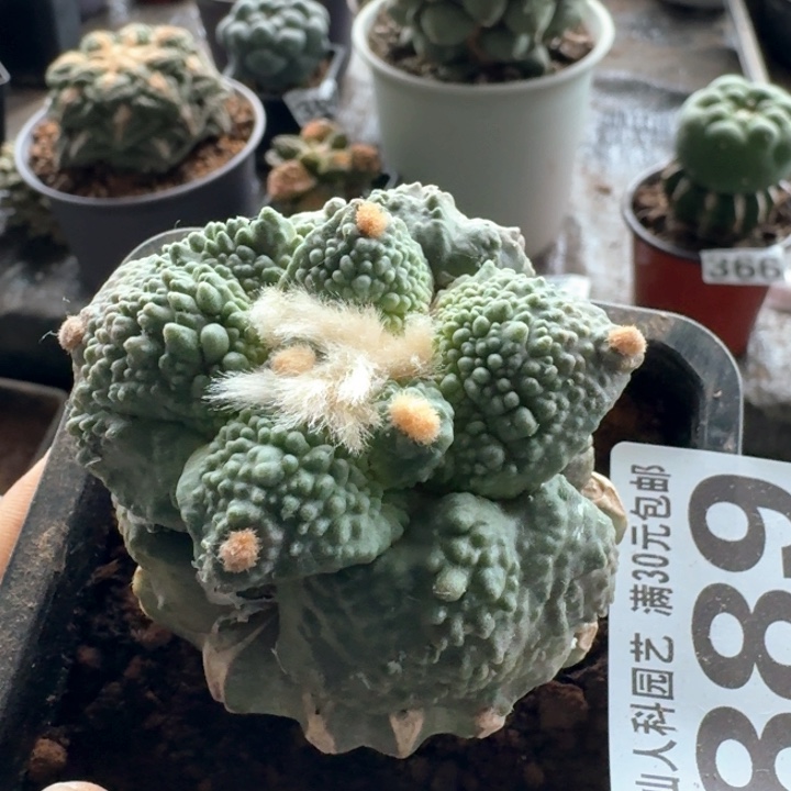 889超大尤哥怒牡丹