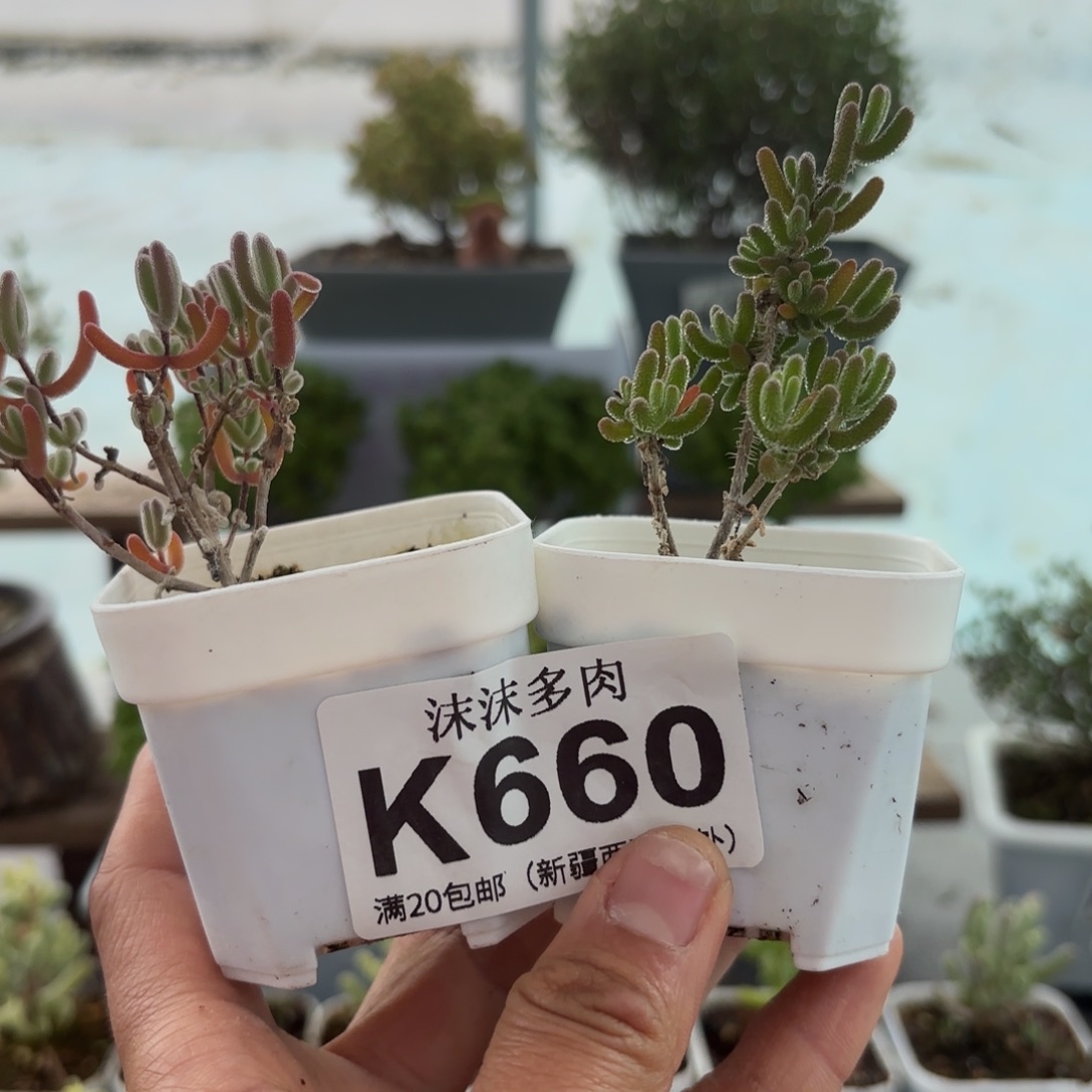 君***知660红叶和冰川组合哦