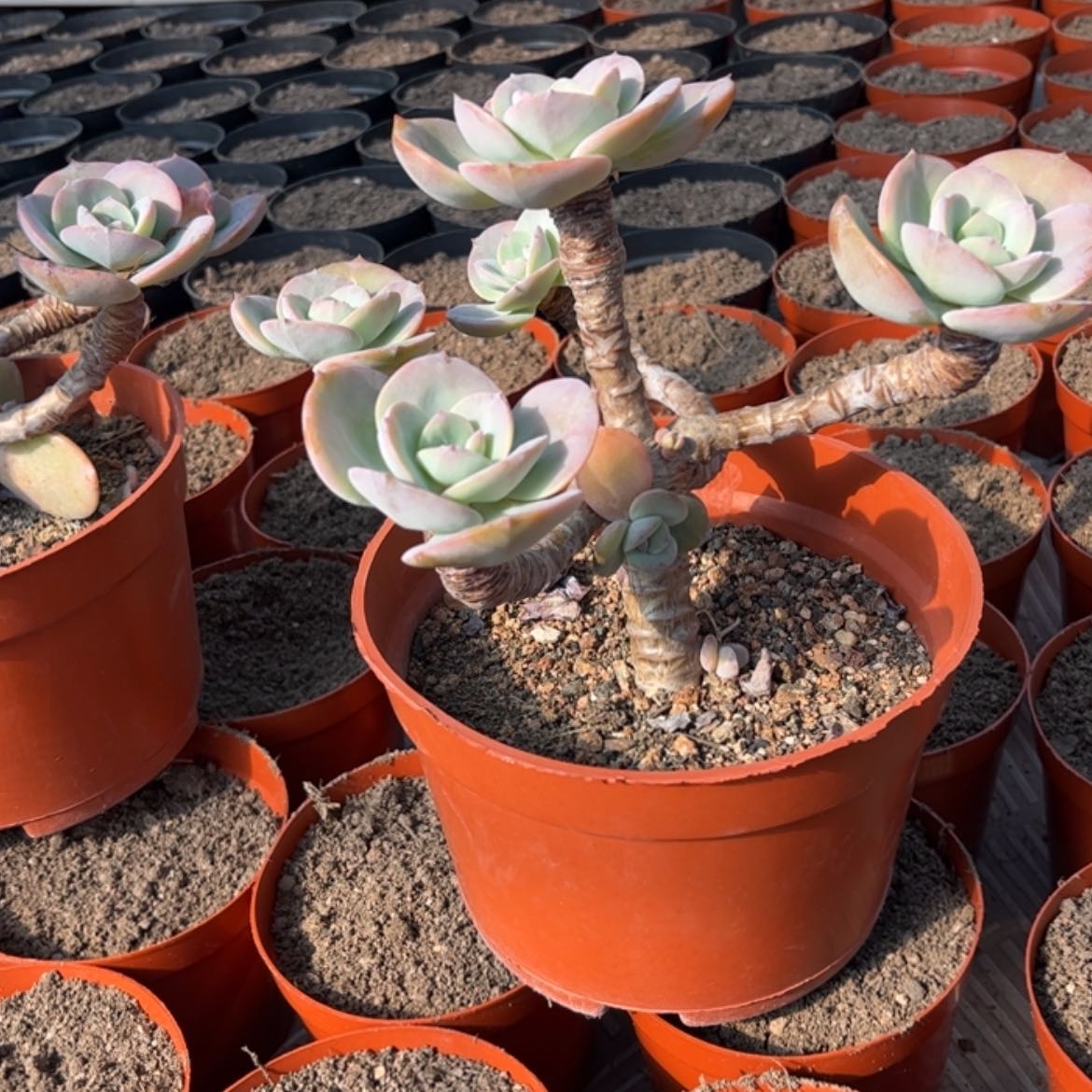 【闪购商品】无花朵G**✨