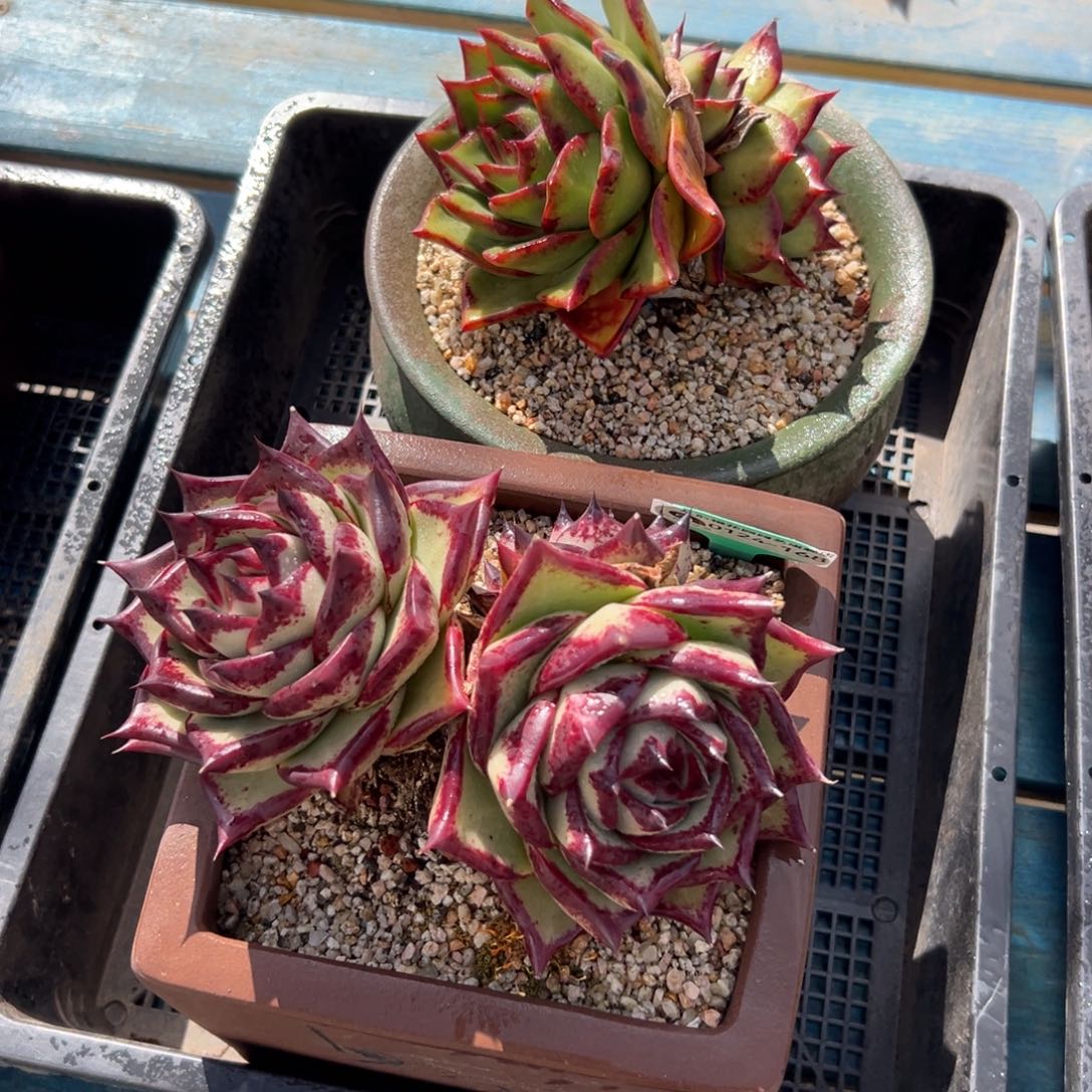 多肉编号0424-168