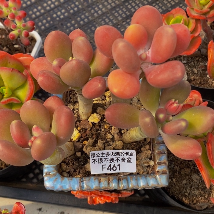 金蝉老桩461多肉植物