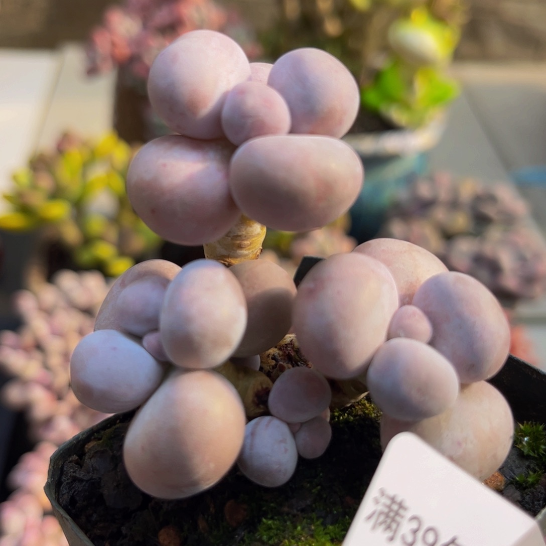 211/5cm芭比奶酪多肉