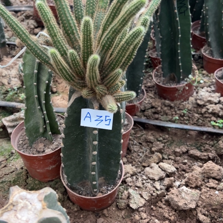 夕***红A35量天尺嫁接金妞玫瑰柱68